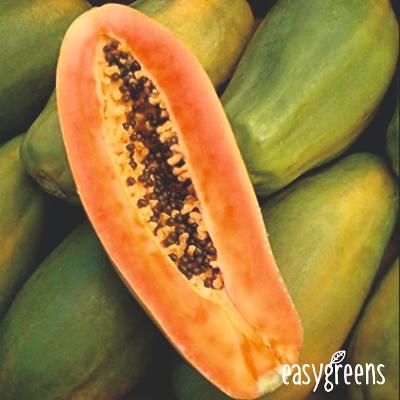 Semena Papaya (Carica papaya) - varianta FORMOSA - 5 ks
