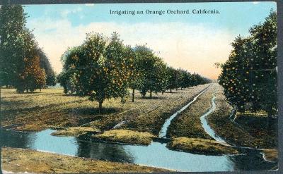 27A2304 USA Orange Orchard, California