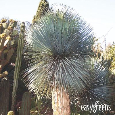 Yucca rostrata - 10 semen - mrazuvzdorná -25 °C