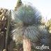 Yucca rostrata - 10 semien - mrazuvzdorná -25 °C - Záhrada