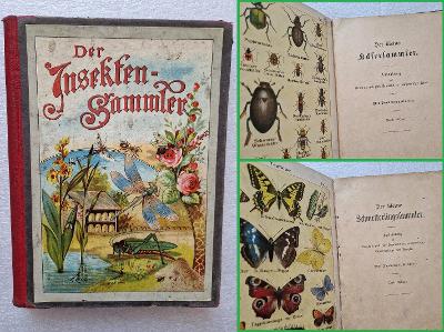 Malý sběratel hmyzu + motýlů + brouků ca 1900 přírodopis barvotisky