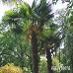 Trachycarpus fortunei - mrazuvzdorná palma - 2 sadenice + 10 semien - Záhrada