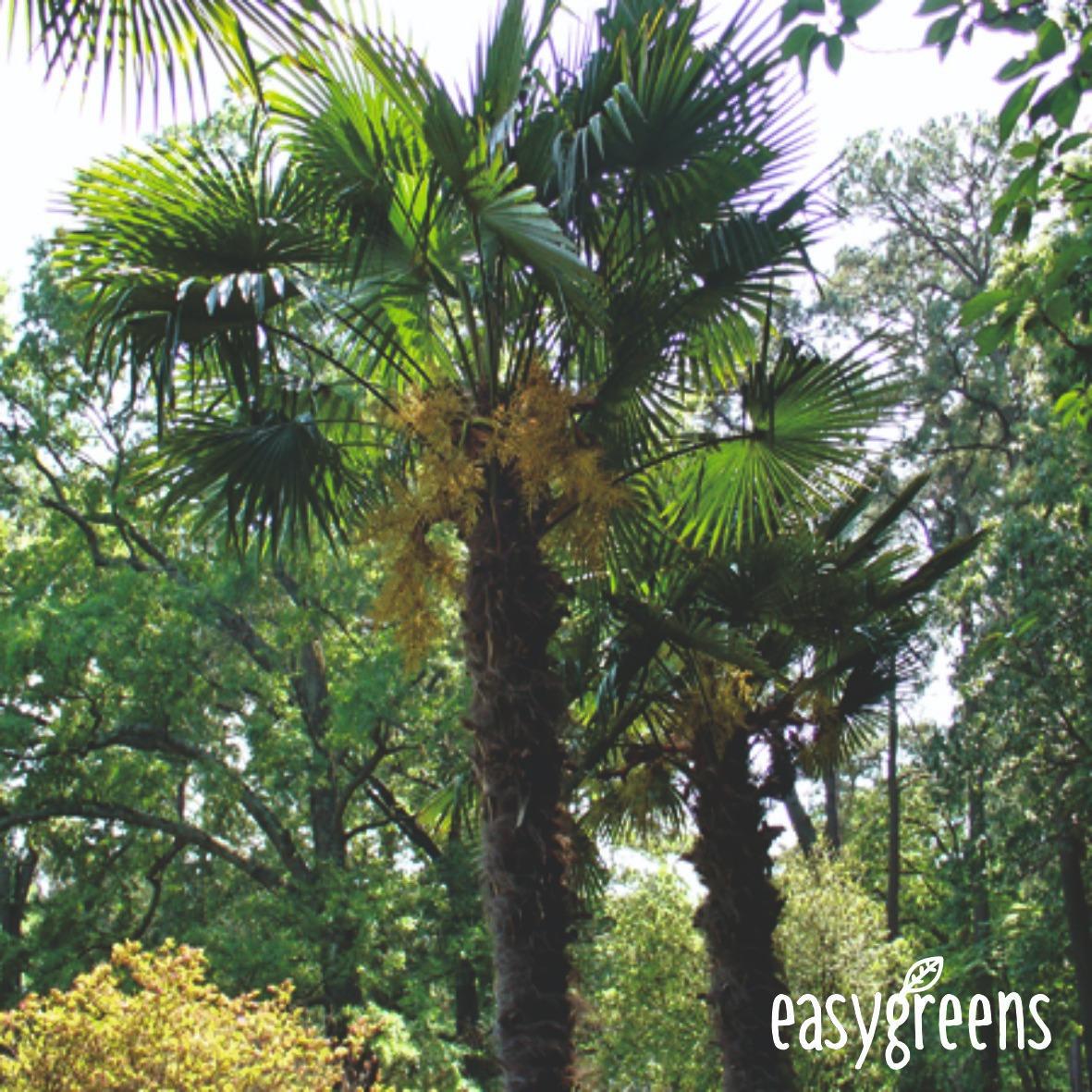 Trachycarpus fortunei - mrazuvzdorná palma - 2 sadenice + 10 semien - Záhrada