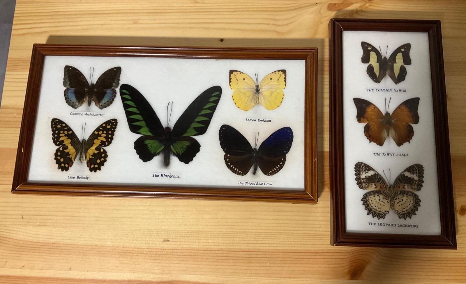 Zbierka Motýľov - Zberateľstvo