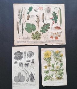 Litografia - choroby rastlín, medúzy, rastliny 1.pol.20.stor. 5 ks