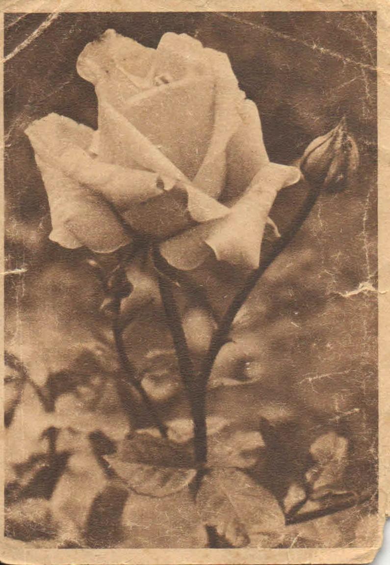 Poľná pošta - 16.2.1944 - celistvosť - pečiatka KARWIN - Filatelia