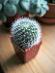 Rebutia albipilóza | Kaktus - Dom a záhrada