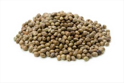 Semena léčivých rostlin-CBD legální odrůda EAST EDDY