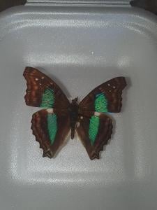 Motýľ Doxocopa Cherubina