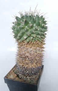 starý kaktus, asi nejaká Mamillaria, stratila sa menovka
