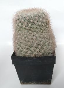 starý rezkovaný kaktus, neurčený