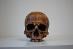 Lebka 1:1 s patinou pod prilbu, totenkopf, SS, WWII, helma, M42, skull - Zberateľstvo