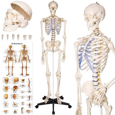 tectake 400502 anatomický model lidská kostra 180 cm - bílá