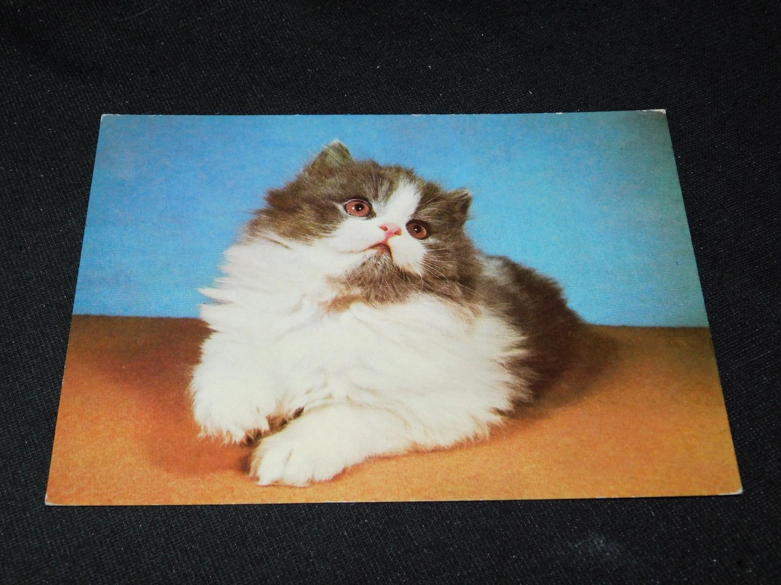Pohľadnice - Mačky - Pohľadnice