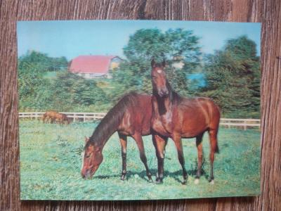 Koně 3D pohlednice