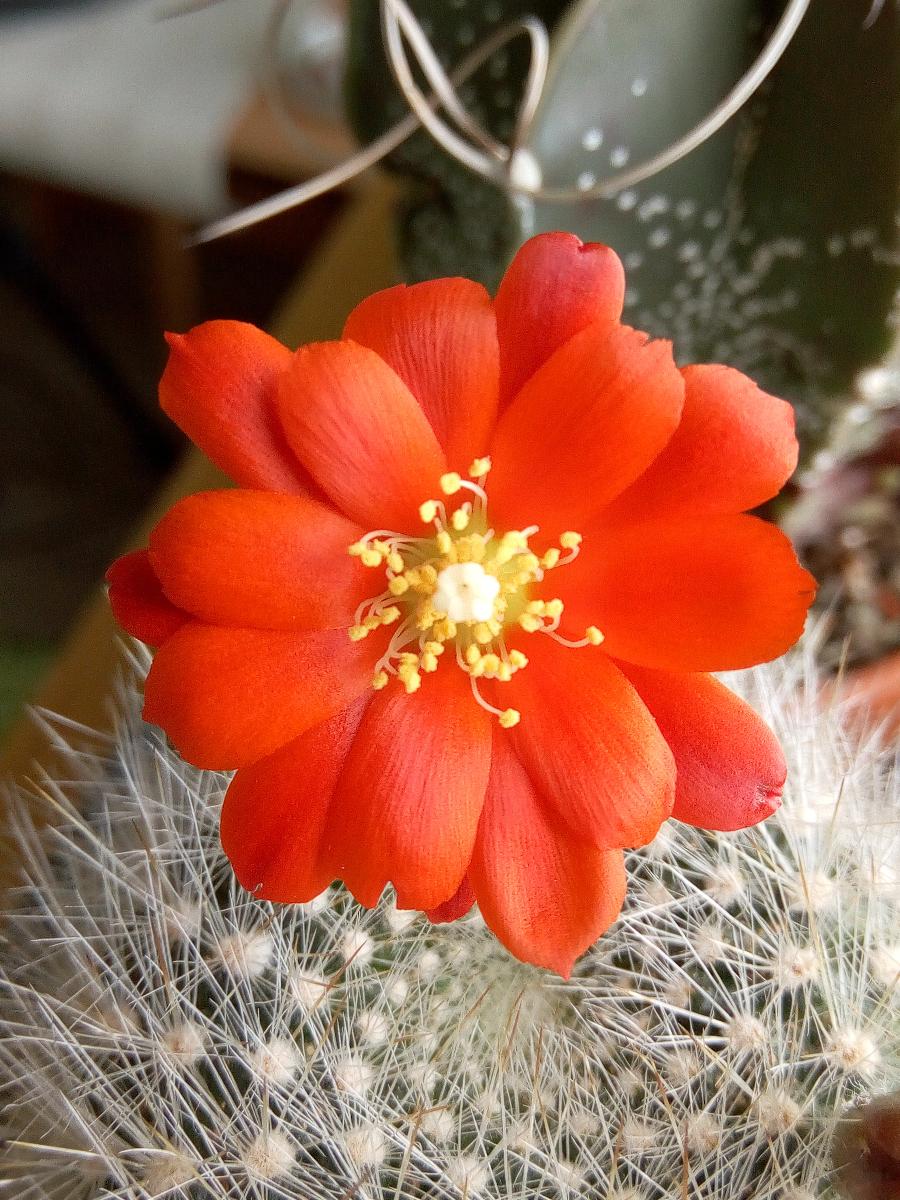 Rebutia albipilóza | Kaktus - Dom a záhrada
