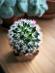 Mammillaria carmenae | Kaktus - Dom a záhrada