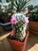 Mammillaria carmenae | Kaktus - Dom a záhrada
