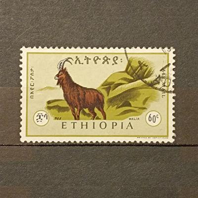 Etiopie fauna 