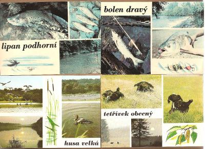 4x ryby ptáci -ryba pták -lipan bolen husa tetřívek -VF pohlednice /20