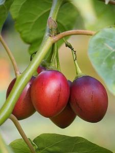 Cyphomandra betacea - Baklažán paradajka - obsahuje 10 semien