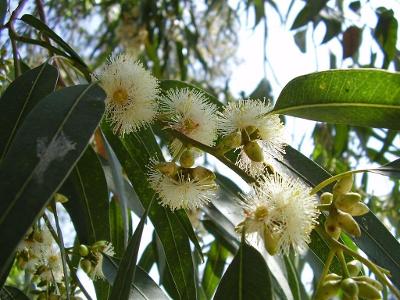 Eucalyptus globulus - Blahovičník guľatoplodý - obsahuje 20 semien