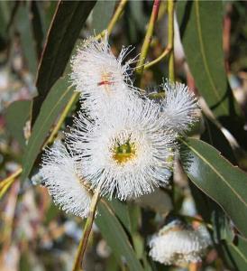 Eucalyptus globulus nana - Blahovičník guľatoplodý zakrpatený - obsahuje
