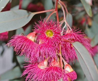 Eucalyptus sideroxylon Fawcett's Pink - Blahovičník - obsahuje 20 sem