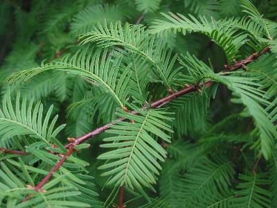 Metasequoia Glyptostroboides - Metasekvoj čínská - obsahuje 15 semen 