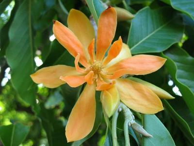 Michelia Champaca - Magnolia Champaca - obsahuje 3 semen 