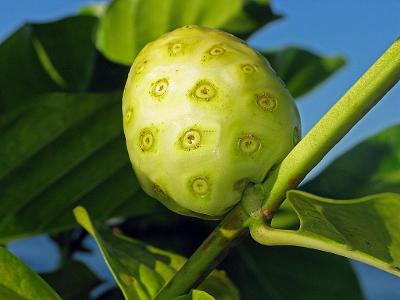 Noni citrusolistá  -  Morinda citrifolia - obsahuje 5 semen 
