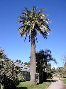 Palma Jubaea chilensis - obsahuje 1 semeno 