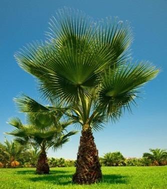 Palma Washingtonia filifera - obsahuje 5 semen 
