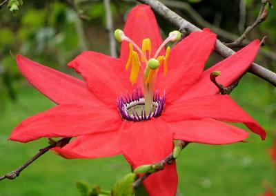 Passiflora manicata - Mučenka - obsahuje 5 semen 