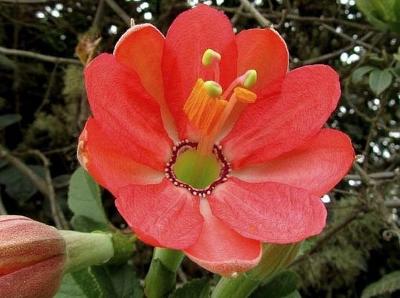 Passiflora mixta – Mučenka promísená - obsahuje 5 semen 