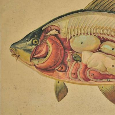 Naučná nástěnná cedule - ryby - anatomie kapra