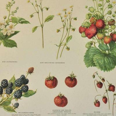 Naučná nástěnná cedule - jahody,maliny,ostružiny