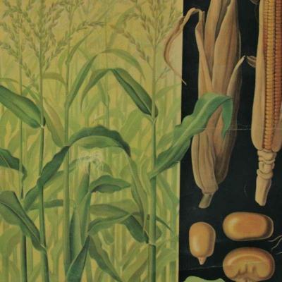 Naučná nástěnná cedule - plodiny - kukuřice