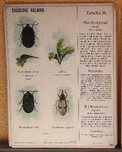 Škůdcové rolníka 26 - přírodopis - školní plakát - 