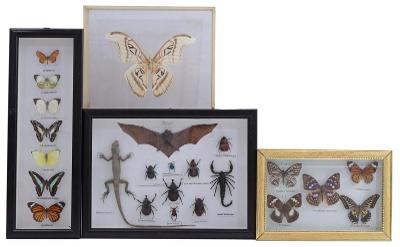 4 vitríny s připravenými motýly, brouky, netopýry, štíry a ještěrky 