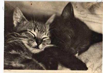 Spící kočky