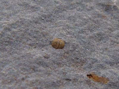 Trilobit Sao hirsuta (larva) - kambrium, ČR (LZE KOUPIT IHNED)