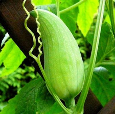 Ačokča - Cyclanthera pedata  - obsahuje 10 semen 