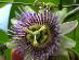 Passiflora ligularis - Mučenka jazykovitá - obsahuje 5 semien - Záhrada