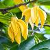 Ylang Ylang - Artabotrys hexapetalus - obsahuje 4 semená - Záhrada