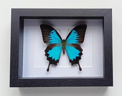 Nádherný otakárek Papilio ulysses - stav Nový ! , rámeček 225x175mm