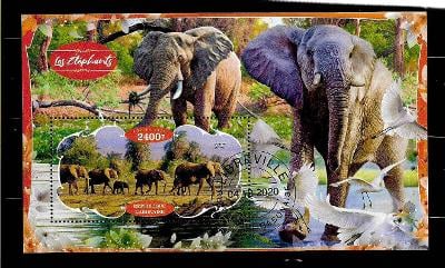 Gabon 2020 - slon africký - stádo se slůnětem