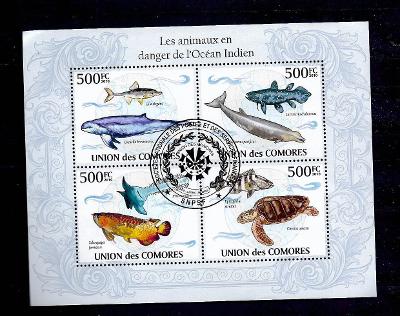 Komory 2010- gila,latimérie,vorvaňovec,piloun, baramundi,orcela,kareta