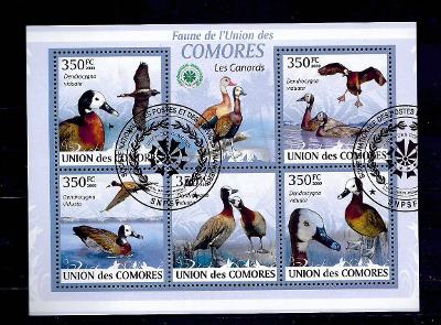 Komory 2009-rybák bělotemenný+velkozobý+chocholatý+černozobý+černohřbe