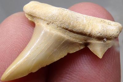 Žraločí zub - Otodus Obliquus - Fosilie cca 55 mil let - Maroko - TOP